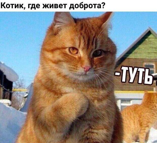 Подборка картинок. Дневной выпуск (53 фото)