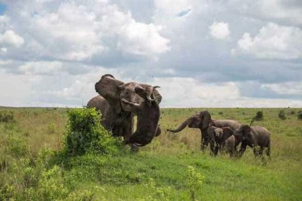 Слониха наказала буйвола (4 фото)