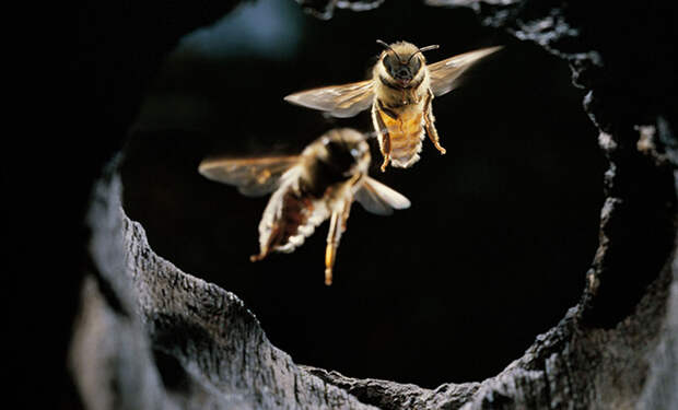 Пчелы не умеют летать в темноте. Стоит пропасть свету и они моментально падают: эксперимент