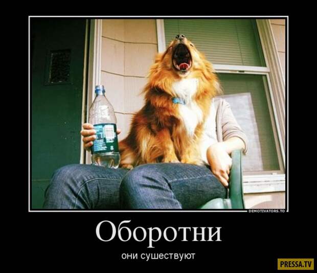 Демотиваторы (42 фото)