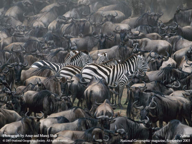 Зебры и антилопы гну, фото картинка копытные животные фотография