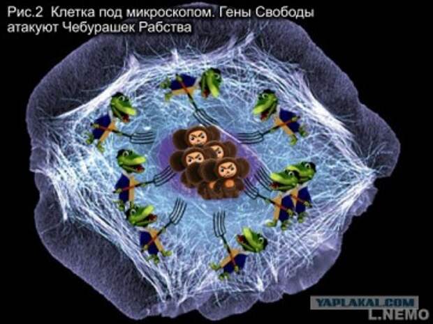 Бандера всему голова?