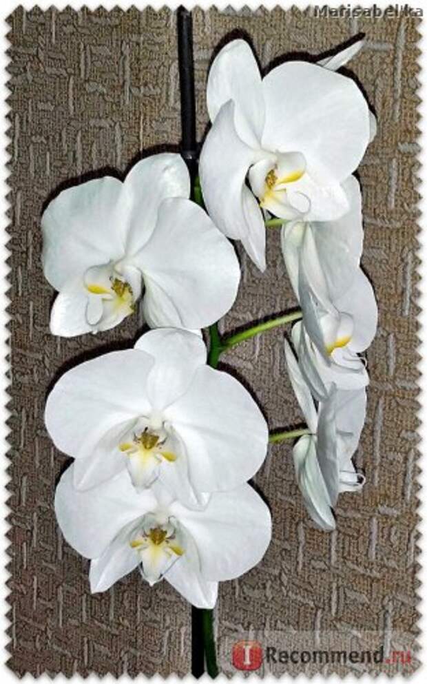 Орхидея фото цветов