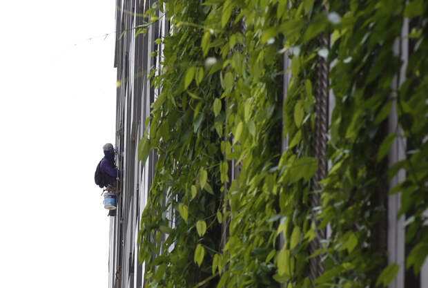 Вертикальный сад