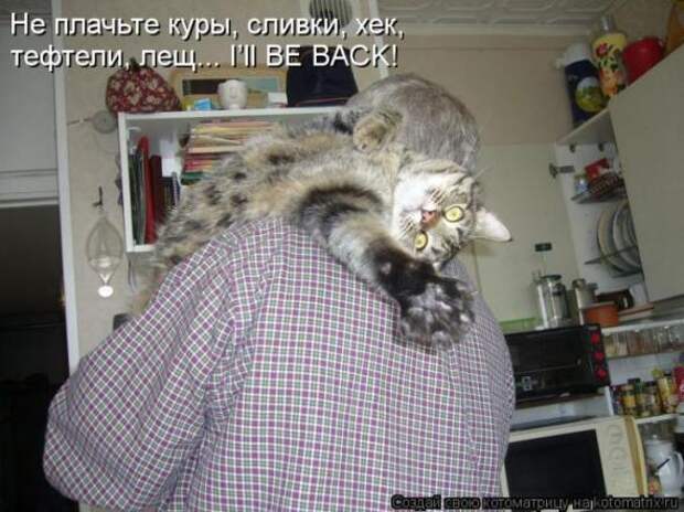 Котоматрицы (картинки с надписями)
