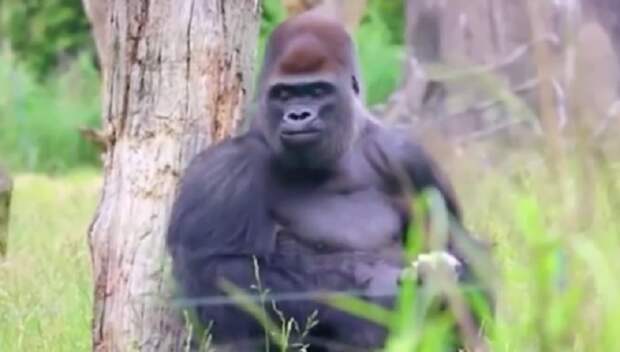 BBC перепутали первого министра Шотландии и обедающую гориллу - видео