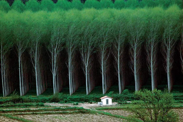 Perfect Forest