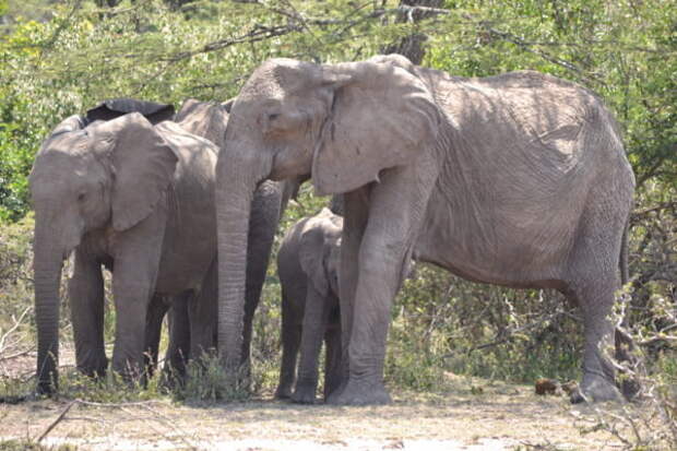 1-elephant-mother-and-her-grieving-children