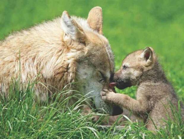 Любовь к детям безгранична,и животные это тоже знают) Любовь, животные