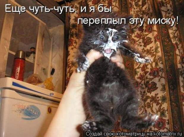 Сборка котоматриц