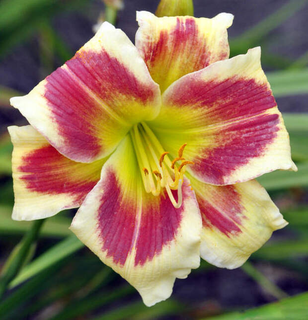 Ещё один красивый "глазастый" сорт Tropical Passion