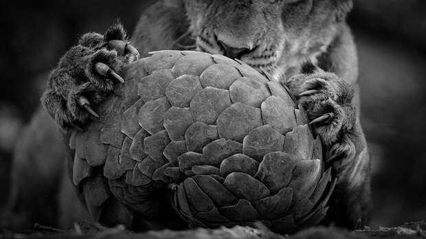 wildlife-photographer-of-the-year-2016-national-history-museum-11-57c824d1ca5bf__880