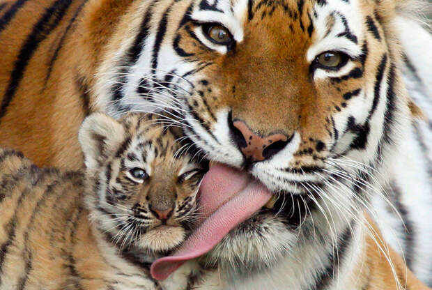 Амурский или уссурийский тигр - численность особей колеблется от 450 до 500 животные, исчезающие, прирорда, фауна