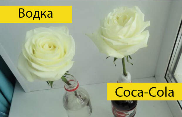 Водка или Coca-Cola: Российский блогер провел эксперимент, в чем розы простоят дольше