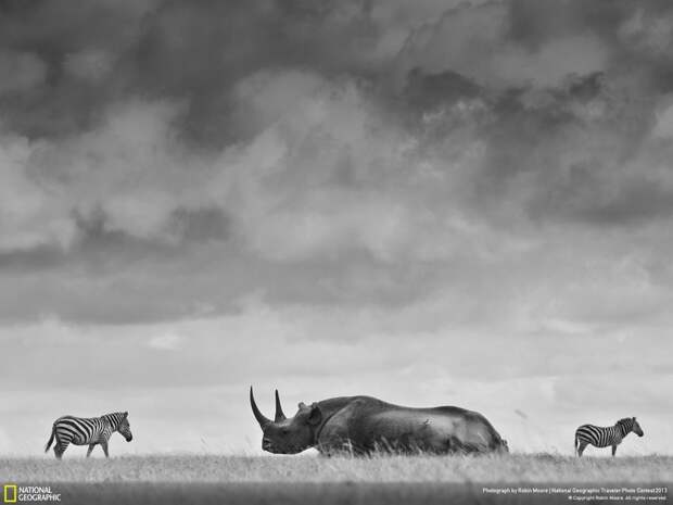 natgeocontest02 natgeocontest02 35 лучших фото животных на фотоконкурсе National Geographic Traveler