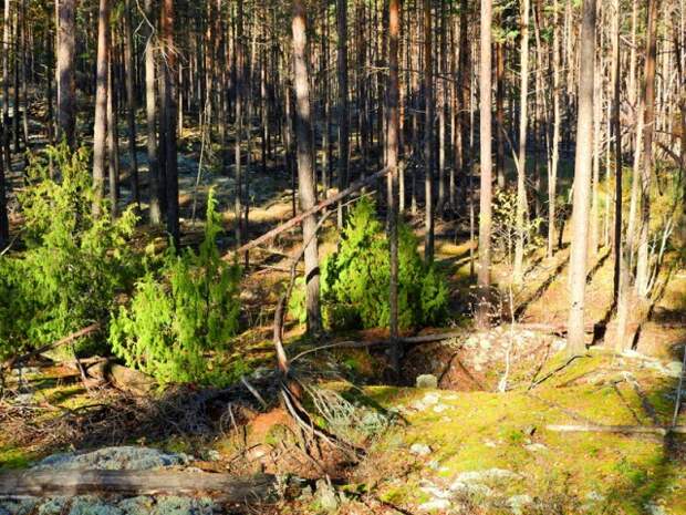 Прогулка по лесу с ножом, фотоаппаратом и ведром грибы, листва, осень, природа, прогулка, сделай сам