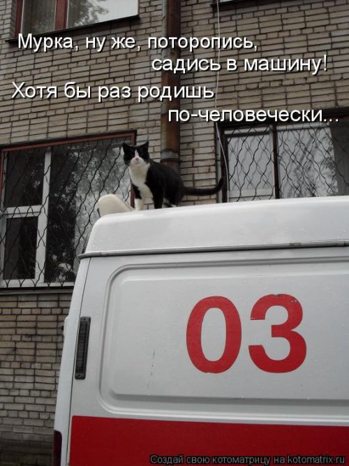 Свежая котоматрица для настроения (32 фото)
