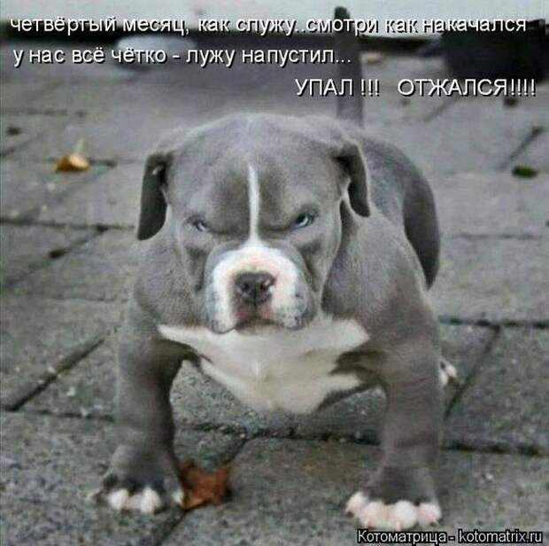 Лучшие котоматрицы недели (50 фото)
