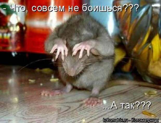 Котоматрицы (картинки с надписями)