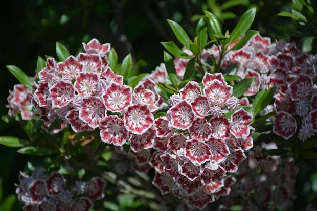 Пышный кустарник усыпан ярким цветением и нежной зеленью