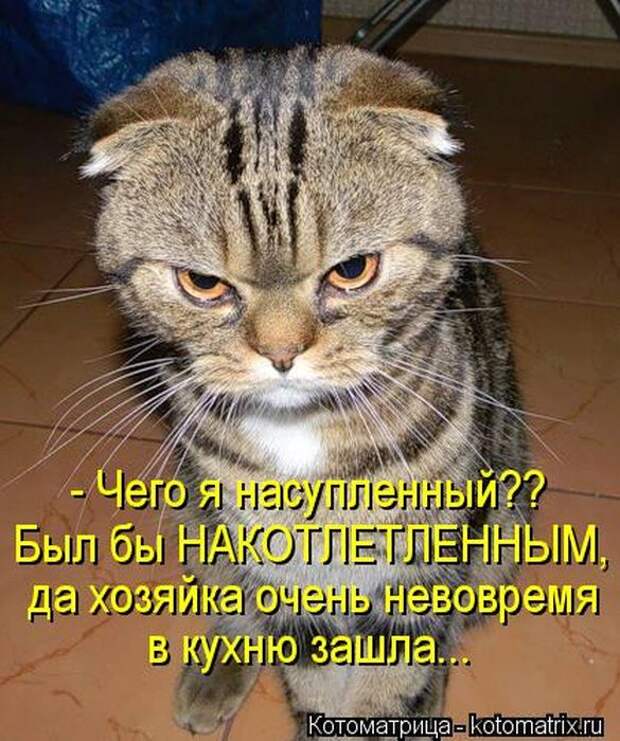 Котоматрицы(картинки с надписями)