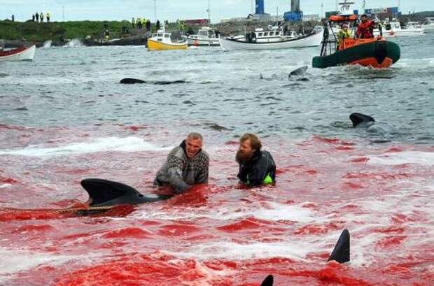 Бойня в Дании дельфинов. «Цивилизованные» европейцы за несколько часов вырезали 1428 дельфинов 05