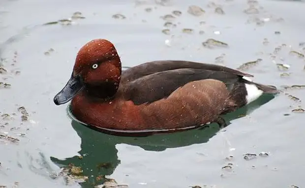 Белоглазый нырок / Aythya nyroca / Ferruginous duck / Птицы Европы