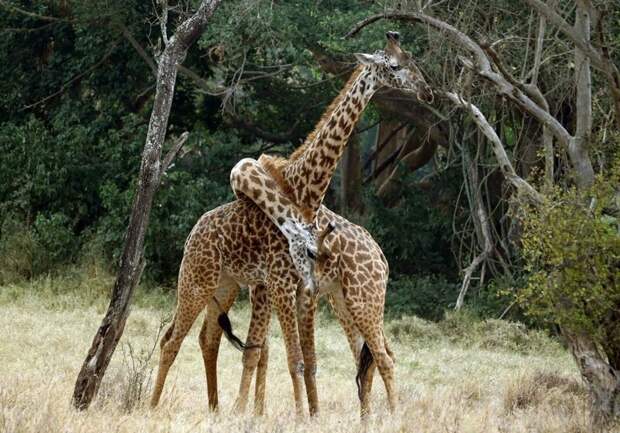 Любовь Жирафов животные, фото, это интересно