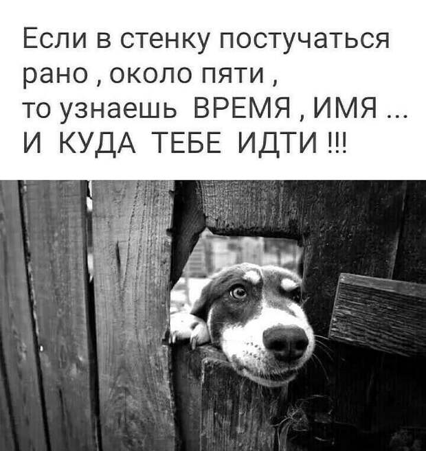 Подборка лучших шуток для настроения