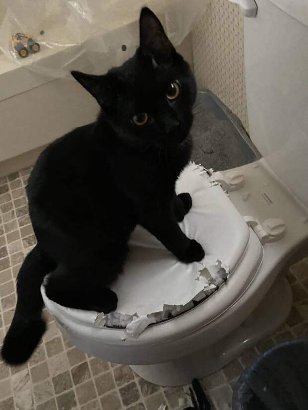 20 смешных фото котов, которые показывают, кто в доме хозяин