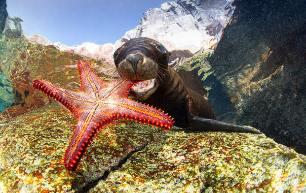 Милейшее создание подводного мира дарит морскую звезду фотографу Францису Пересу (Francis Perez) Underwater Photographer of the Year, животные, под водой, фото