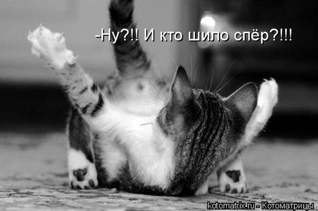 Забавные животные (50 фото)