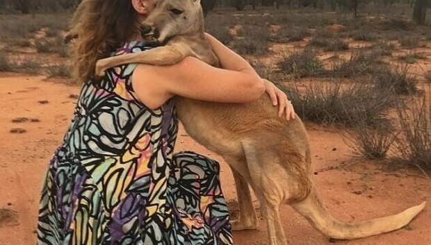 Как выглядит самый ласковый кенгуру Австралии, который очень любит обнимашки