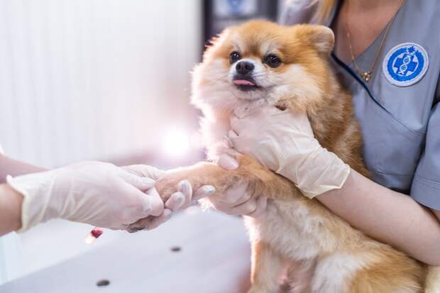 Для ввоза собак и кошек в ЕС потребуется тест на антитела к бешенству