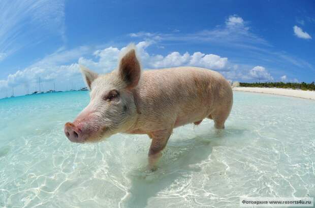 Плавающие свиньи на Багамах