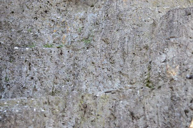 find-hidden-cat-camouflage-hide-and-seek-catouflage-186