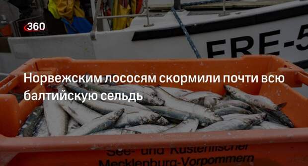 Bloomberg: балтийская сельдь оказалась на грани исчезновения из-за лосося
