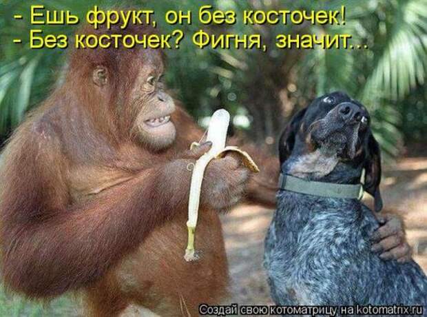 Котоматрицы (картинки с подписями)