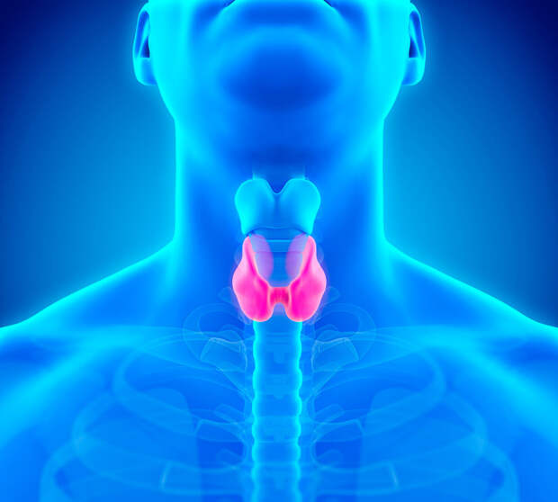 Восстановление щитовидной железы