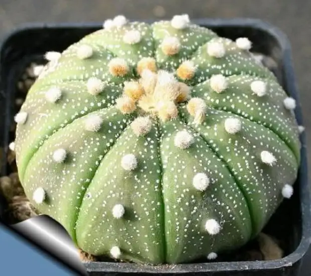 Sani beach греция. Кактус астрофитум вариегата. Asterias 5. Sani resort халкидики. Astrophytum asterias.