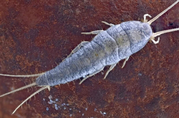 Биолог Сафонов объяснил, как избавить квартиру от чешуйниц