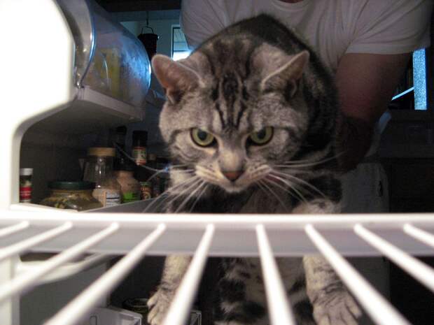 catfridge20 Коты в холодильниках