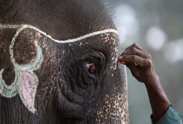 Слонов разрисовывают мелом