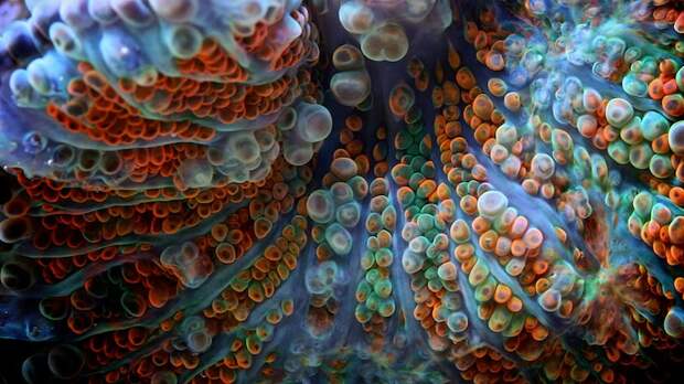 macroshots01 macroshots01 Удивительная макросъемка кораллов