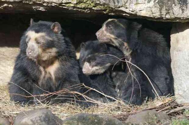 Характеристики очкового медведя, среда обитания, кормление ...