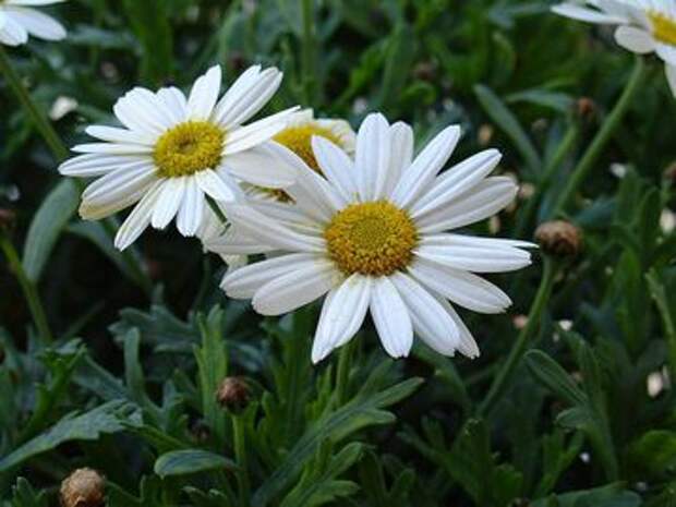 Leucanthemum maximum Alaska
