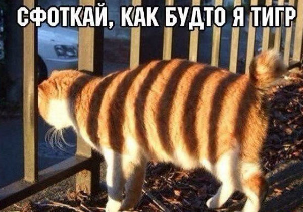 Смешные картинки с надписями картинки, надписи, позитив, юмор