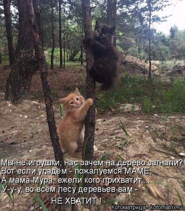 Лучшие котоматрицы недели (50 фото)