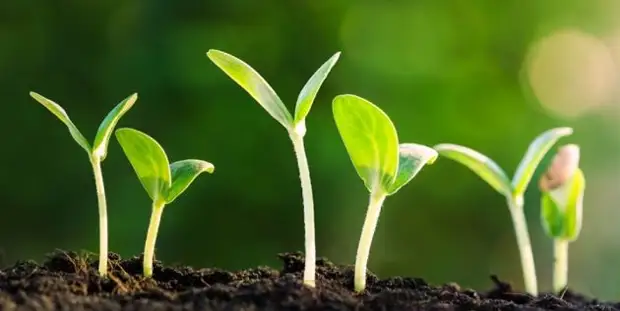 Как правильно прорастить семя? Советы по прорастанию семян