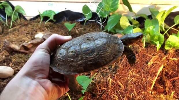 Многим черепахам (ползункам и мягкопанцирным) для выживания как раз нужна и вода, и земля. © Shelled Reptiles 📷 